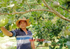 Đăng ký nhãn hiệu tập thể cho nhãn hiệu “Bưởi da xanh” tại Bình Phước Đăng ký nhãn hiệu tập thể cho nhãn hiệu “Bưởi da xanh” tại Bình Phước
