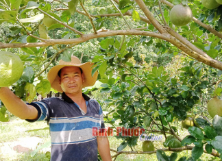 Đăng ký nhãn hiệu tập thể cho nhãn hiệu “Bưởi da xanh” tại Bình Phước Đăng ký nhãn hiệu tập thể cho nhãn hiệu “Bưởi da xanh” tại Bình Phước