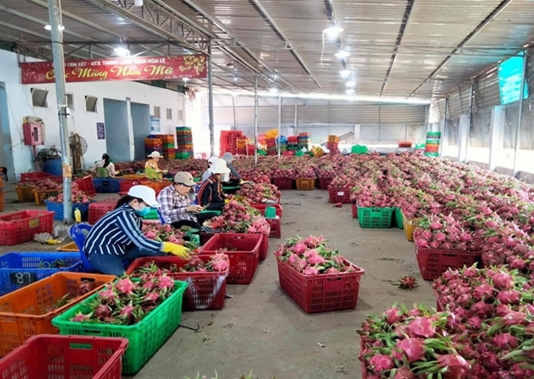 Những khó khăn và thách thức của Việt Nam khi bảo hộ nông sản ở nước ngoài Những khó khăn và thách thức của Việt Nam khi bảo hộ nông sản ở nước ngoài
