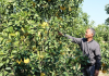 5ha bưởi Diễn ở Quốc Oai được cấp giấy chứng nhận VietGAP 5ha bưởi Diễn ở Quốc Oai được cấp giấy chứng nhận VietGAP