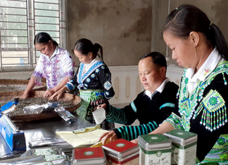 Bảo hộ chỉ dẫn địa lý “Phình Hồ” Cho sản phẩm chè shan Chỉ dẫn địa lý cho sản phẩm chè shan phình hồ