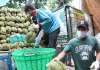 Sầu riêng Krông Păk được công nhận nhãn hiệu tập thể Sầu riêng Krông Păk được công nhận nhãn hiệu tập thể