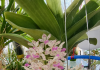 Sáng chế Việt: Bình trồng lan bán thủy canh bình trồng lan bán thủy canh, sáng chế Việt , bình trồng lan, lan bán thủy canh,