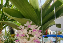 Sáng chế Việt: Bình trồng lan bán thủy canh bình trồng lan bán thủy canh, sáng chế Việt , bình trồng lan, lan bán thủy canh,