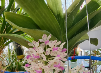 Sáng chế Việt: Bình trồng lan bán thủy canh bình trồng lan bán thủy canh, sáng chế Việt , bình trồng lan, lan bán thủy canh,
