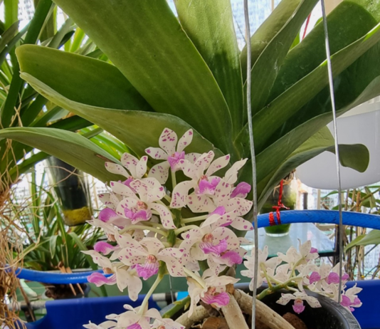 Sáng chế Việt: Bình trồng lan bán thủy canh bình trồng lan bán thủy canh, sáng chế Việt , bình trồng lan, lan bán thủy canh,