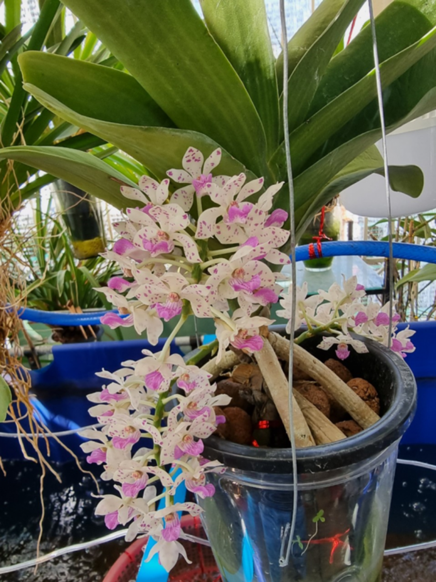 bình trồng lan bán thủy canh, sáng chế Việt , bình trồng lan, lan bán thủy canh, bình trồng lan bán thủy canh, sáng chế Việt , bình trồng lan, lan bán thủy canh,