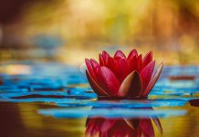 Quy định về quyền đối với giống cây trồng quy định về quyền đối với giống cây trồng, quyền đối với giống cây trồng, giống cây trồng,