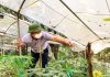 Bảo hộ nhãn hiệu chứng nhận Sâm Lai Châu bảo hộ nhãn hiệu chứng nhận Sâm Lai Châu, nhãn hiệu chứng nhận Sâm Lai Châu, nhãn hiệu Sâm Lai Châu,