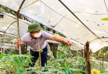 Bảo hộ nhãn hiệu chứng nhận Sâm Lai Châu bảo hộ nhãn hiệu chứng nhận Sâm Lai Châu, nhãn hiệu chứng nhận Sâm Lai Châu, nhãn hiệu Sâm Lai Châu,