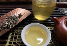 Bảo hộ chỉ dẫn địa lý chè Shan tuyết “Suối Giàng Văn Chấn” bảo hộ chỉ dẫn địa lý chè Shan tuyết “Suối Giàng Văn Chấn”, chỉ dẫn địa lý chè Shan tuyết “Suối Giàng Văn Chấn”, chè Shan tuyết “Suối Giàng Văn Chấn”,