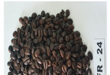 Bảo hộ chỉ dẫn địa lý cà phê ‘Gia Lai’ bảo hộ chỉ dẫn địa lý cà phê ‘Gia Lai’, chỉ dẫn địa lý cà phê ‘Gia Lai’, cà phê ‘Gia Lai’,