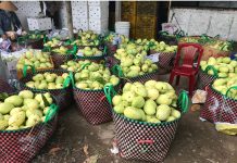 Đăng ký chỉ dẫn địa lý “Bến Tre” cho sản phẩm xoài tứ quý đăng ký chỉ dẫn địa lý “Bến Tre” cho sản phẩm xoài tứ quý, đăng ký chỉ dẫn địa lý “Bến Tre” , sản phẩm xoài tứ quý “Bến Tre” ,