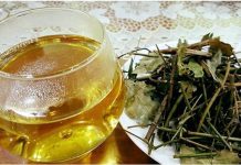 Đăng ký chỉ dẫn địa lý cho sản phẩm chè vằng “Quảng Trị” đăng ký chỉ dẫn địa lý cho sản phẩm chè vằng “Quảng Trị”, sản phẩm chè vằng “Quảng Trị”, chè vằng “Quảng Trị”,