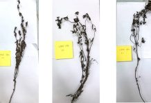 Đăng ký chỉ dẫn địa lý cho sản phẩm thạch đen “Lạng Sơn” đăng ký chỉ dẫn địa lý cho sản phẩm thạch đen “Lạng Sơn”, sản phẩm thạch đen “Lạng Sơn”, thạch đen “Lạng Sơn”,