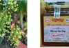 Cục Sở hữu trí tuệ Việt Nam bảo hộ chỉ dẫn địa lý VÂN THỦY cho sản phẩm mật ong hoa ngũ gia bì Cục Sở hữu trí tuệ Việt Nam bảo hộ chỉ dẫn địa lý VÂN THỦY cho sản phẩm mật ong hoa ngũ gia bì, bảo hộ chỉ dẫn địa lý VÂN THỦY cho sản phẩm mật ong hoa ngũ gia bì, Cục Sở hữu trí tuệ Việt Nam bảo hộ chỉ dẫn địa lý VÂN THỦY,
