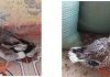 Đăng ký chỉ dẫn địa lý “BẮC KẠN” cho sản phẩm vịt bầu cổ xanh đăng ký chỉ dẫn địa lý “BẮC KẠN” cho sản phẩm vịt bầu cổ xanh, Quyết định số 756/QĐ-SHTT , sản phẩm vịt bầu cổ xanh,