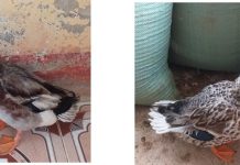 Đăng ký chỉ dẫn địa lý “BẮC KẠN” cho sản phẩm vịt bầu cổ xanh đăng ký chỉ dẫn địa lý “BẮC KẠN” cho sản phẩm vịt bầu cổ xanh, Quyết định số 756/QĐ-SHTT , sản phẩm vịt bầu cổ xanh,