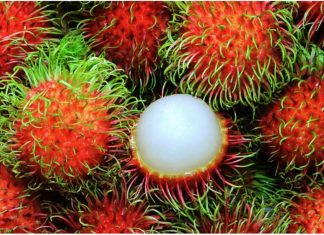 Đăng ký chỉ dẫn địa lý chôm chôm “Bến Tre” Đăng ký chỉ dẫn địa lý chôm chôm “Bến Tre”, Đăng ký chỉ dẫn địa lý chôm chôm, chỉ dẫn địa lý chôm chôm “Bến Tre”,