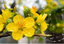 Đăng ký bảo hộ chỉ dẫn địa lý “Huế” cho sản phẩm Hoàng mai (mai vàng) đăng ký bảo hộ chỉ dẫn địa lý “Huế” cho sản phẩm Hoàng mai (mai vàng), đăng ký bảo hộ chỉ dẫn địa lý “Huế” cho sản phẩm Hoàng mai, đăng ký bảo hộ chỉ dẫn địa lý “Huế” ,