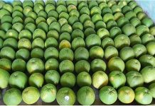 Đăng ký bảo hộ chỉ dẫn địa lý “Huế” cho sản phẩm quả Thanh trà đăng ký bảo hộ chỉ dẫn địa lý “Huế” cho sản phẩm quả Thanh trà, đăng ký bảo hộ chỉ dẫn địa lý “Huế” , bảo hộ chỉ dẫn địa lý “Huế” cho sản phẩm quả Thanh trà,