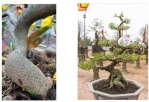 Đăng ký chỉ dẫn địa lý “Bình Định” cho sản phẩm cây mai vàng đăng ký chỉ dẫn địa lý “Bình Định” cho sản phẩm cây mai vàng, đăng ký chỉ dẫn địa lý “Bình Định” , đăng ký chỉ dẫn địa lý cho sản phẩm cây mai vàng,