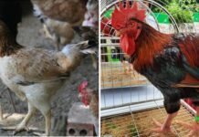 Đăng ký bảo hộ chỉ dẫn địa lý “Sơn Tây” cho sản phẩm gà mía tại Việt Nam Đăng ký bảo hộ chỉ dẫn địa lý “Sơn Tây” cho sản phẩm gà mía tại Việt Nam, Đăng ký bảo hộ chỉ dẫn địa lý “Sơn Tây” , Đăng ký bảo hộ chỉ dẫn địa lý “Sơn Tây” cho sản phẩm gà mía,