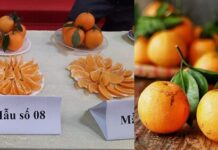 Bảo hộ chỉ dẫn địa lý “Lục Ngạn” cho sản phẩm cam Chỉ dẫn địa lý Lục Ngạn, Bảo hộ cam Lục Ngạn, Cam Lục Ngạn đạt chỉ dẫn địa lý, Chỉ dẫn địa lý cho nông sản, Pháp lý về chỉ dẫn địa lý,