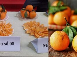 Chỉ dẫn địa lý Lục Ngạn, Bảo hộ cam Lục Ngạn, Cam Lục Ngạn đạt chỉ dẫn địa lý, Chỉ dẫn địa lý cho nông sản, Pháp lý về chỉ dẫn địa lý,