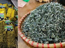Bảo hộ chỉ dẫn địa lý “Lai Châu” cho sản phẩm chè