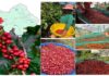 Bảo hộ chỉ dẫn địa lý “Khe Sanh” cho sản phẩm cà phê chỉ dẫn địa lý Khe Sanh, cà phê Khe Sanh, bảo hộ chỉ dẫn địa lý, sở hữu trí tuệ Việt Nam, cà phê đặc sản, sản phẩm địa phương, nông nghiệp Việt Nam, đăng ký chỉ dẫn địa lý, phát triển thương hiệu nông sản,
