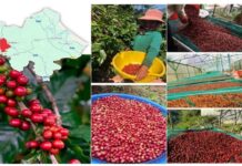 Bảo hộ chỉ dẫn địa lý “Khe Sanh” cho sản phẩm cà phê chỉ dẫn địa lý Khe Sanh, cà phê Khe Sanh, bảo hộ chỉ dẫn địa lý, sở hữu trí tuệ Việt Nam, cà phê đặc sản, sản phẩm địa phương, nông nghiệp Việt Nam, đăng ký chỉ dẫn địa lý, phát triển thương hiệu nông sản,
