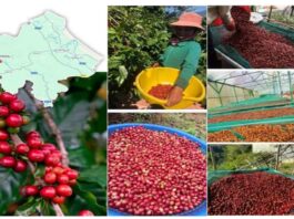 chỉ dẫn địa lý Khe Sanh, cà phê Khe Sanh, bảo hộ chỉ dẫn địa lý, sở hữu trí tuệ Việt Nam, cà phê đặc sản, sản phẩm địa phương, nông nghiệp Việt Nam, đăng ký chỉ dẫn địa lý, phát triển thương hiệu nông sản,