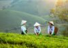 Cà phê Lâm Đồng bứt phá giá trị: Tăng tốc xuất khẩu, nâng tầm thương hiệu Cà phê Lâm Đồng, xuất khẩu cà phê, thương hiệu cà phê, nông sản xuất khẩu, phát triển thương hiệu, ngành cà phê Việt Nam, cà phê đặc sản, chuỗi giá trị cà phê, bảo hộ thương hiệu,