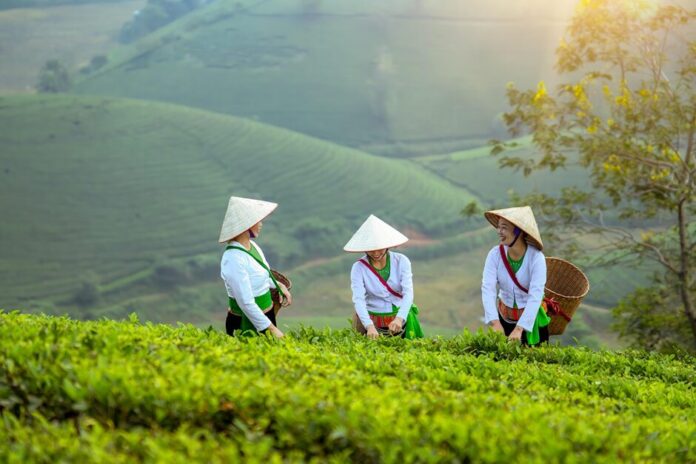 Cà phê Lâm Đồng, xuất khẩu cà phê, thương hiệu cà phê, nông sản xuất khẩu, phát triển thương hiệu, ngành cà phê Việt Nam, cà phê đặc sản, chuỗi giá trị cà phê, bảo hộ thương hiệu,