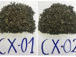 chỉ dẫn địa lý Tủa Chùa, chè Shan tuyết Tủa Chùa, chè phổ nhĩ sống Shan tuyết, bảo hộ chỉ dẫn địa lý, sở hữu trí tuệ Việt Nam, đặc sản vùng miền, trà đặc sản, nông sản Tủa Chùa, đăng ký sở hữu trí tuệ,