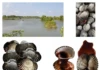 Bảo hộ chỉ dẫn địa lý “Cà Mau” cho sản phẩm sò huyết – Khẳng định giá trị đặc sản vùng đất cực Nam chỉ dẫn địa lý Cà Mau, bảo hộ sò huyết Cà Mau, đặc sản vùng đất cực Nam, giá trị sò huyết Cà Mau, Cục Sở hữu trí tuệ bảo hộ, thương hiệu nông sản Việt Nam, sở hữu trí tuệ địa phương,