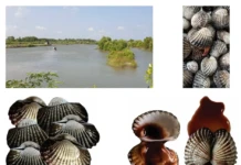 Bảo hộ chỉ dẫn địa lý “Cà Mau” cho sản phẩm sò huyết – Khẳng định giá trị đặc sản vùng đất cực Nam chỉ dẫn địa lý Cà Mau, bảo hộ sò huyết Cà Mau, đặc sản vùng đất cực Nam, giá trị sò huyết Cà Mau, Cục Sở hữu trí tuệ bảo hộ, thương hiệu nông sản Việt Nam, sở hữu trí tuệ địa phương,
