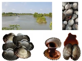 chỉ dẫn địa lý Cà Mau, bảo hộ sò huyết Cà Mau, đặc sản vùng đất cực Nam, giá trị sò huyết Cà Mau, Cục Sở hữu trí tuệ bảo hộ, thương hiệu nông sản Việt Nam, sở hữu trí tuệ địa phương,