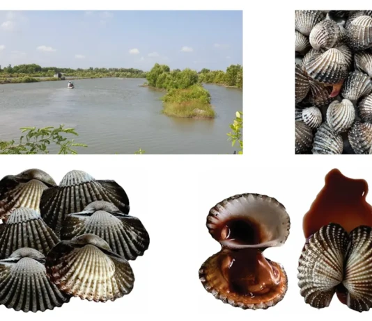 Bảo hộ chỉ dẫn địa lý “Cà Mau” cho sản phẩm sò huyết – Khẳng định giá trị đặc sản vùng đất cực Nam chỉ dẫn địa lý Cà Mau, bảo hộ sò huyết Cà Mau, đặc sản vùng đất cực Nam, giá trị sò huyết Cà Mau, Cục Sở hữu trí tuệ bảo hộ, thương hiệu nông sản Việt Nam, sở hữu trí tuệ địa phương,