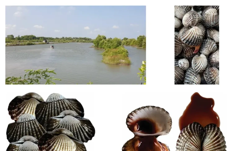 chỉ dẫn địa lý Cà Mau, bảo hộ sò huyết Cà Mau, đặc sản vùng đất cực Nam, giá trị sò huyết Cà Mau, Cục Sở hữu trí tuệ bảo hộ, thương hiệu nông sản Việt Nam, sở hữu trí tuệ địa phương,