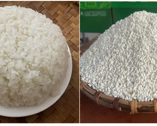 Gạo nếp Gà Gáy Mỹ Lung được bảo hộ chỉ dẫn địa lý gạo nếp Gà Gáy Mỹ Lung, chỉ dẫn địa lý, bảo hộ chỉ dẫn địa lý, gạo nếp Phú Thọ, đặc sản Mỹ Lung, nông sản chỉ dẫn địa lý, Gà Gáy Mỹ Lung, sở hữu trí tuệ nông sản