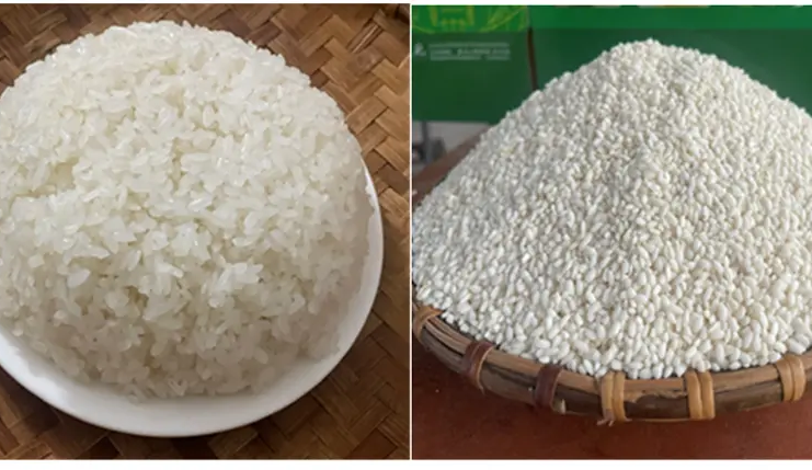 gạo nếp Gà Gáy Mỹ Lung, chỉ dẫn địa lý, bảo hộ chỉ dẫn địa lý, gạo nếp Phú Thọ, đặc sản Mỹ Lung, nông sản chỉ dẫn địa lý, Gà Gáy Mỹ Lung, sở hữu trí tuệ nông sản
