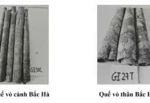 Quế vỏ Bắc Hà được bảo hộ chỉ dẫn địa lý quế vỏ Bắc Hà, chỉ dẫn địa lý Bắc Hà, bảo hộ chỉ dẫn địa lý, đặc sản Lào Cai, sở hữu trí tuệ địa phương, sản phẩm OCOP, quế Việt Nam, Cục Sở hữu trí tuệ,