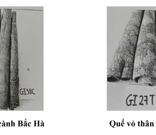 Quế vỏ Bắc Hà được bảo hộ chỉ dẫn địa lý quế vỏ Bắc Hà, chỉ dẫn địa lý Bắc Hà, bảo hộ chỉ dẫn địa lý, đặc sản Lào Cai, sở hữu trí tuệ địa phương, sản phẩm OCOP, quế Việt Nam, Cục Sở hữu trí tuệ,