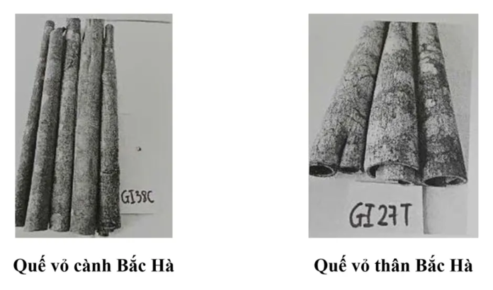 quế vỏ Bắc Hà, chỉ dẫn địa lý Bắc Hà, bảo hộ chỉ dẫn địa lý, đặc sản Lào Cai, sở hữu trí tuệ địa phương, sản phẩm OCOP, quế Việt Nam, Cục Sở hữu trí tuệ, quế vỏ Bắc Hà, chỉ dẫn địa lý Bắc Hà, bảo hộ chỉ dẫn địa lý, đặc sản Lào Cai, sở hữu trí tuệ địa phương, sản phẩm OCOP, quế Việt Nam, Cục Sở hữu trí tuệ,